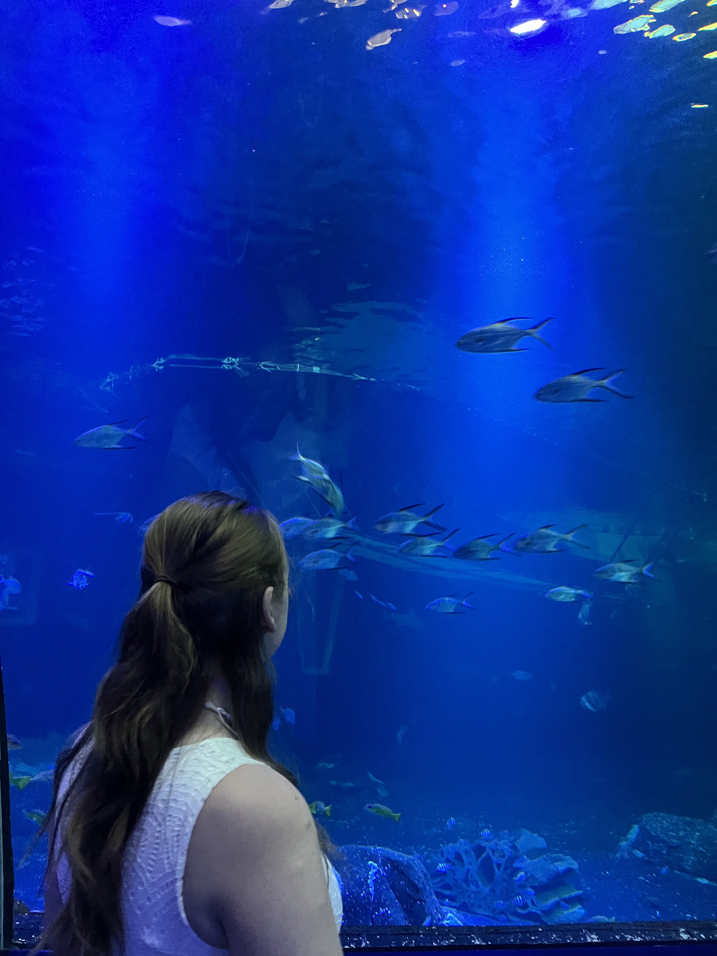 Nausicaá aquarium Boulogne