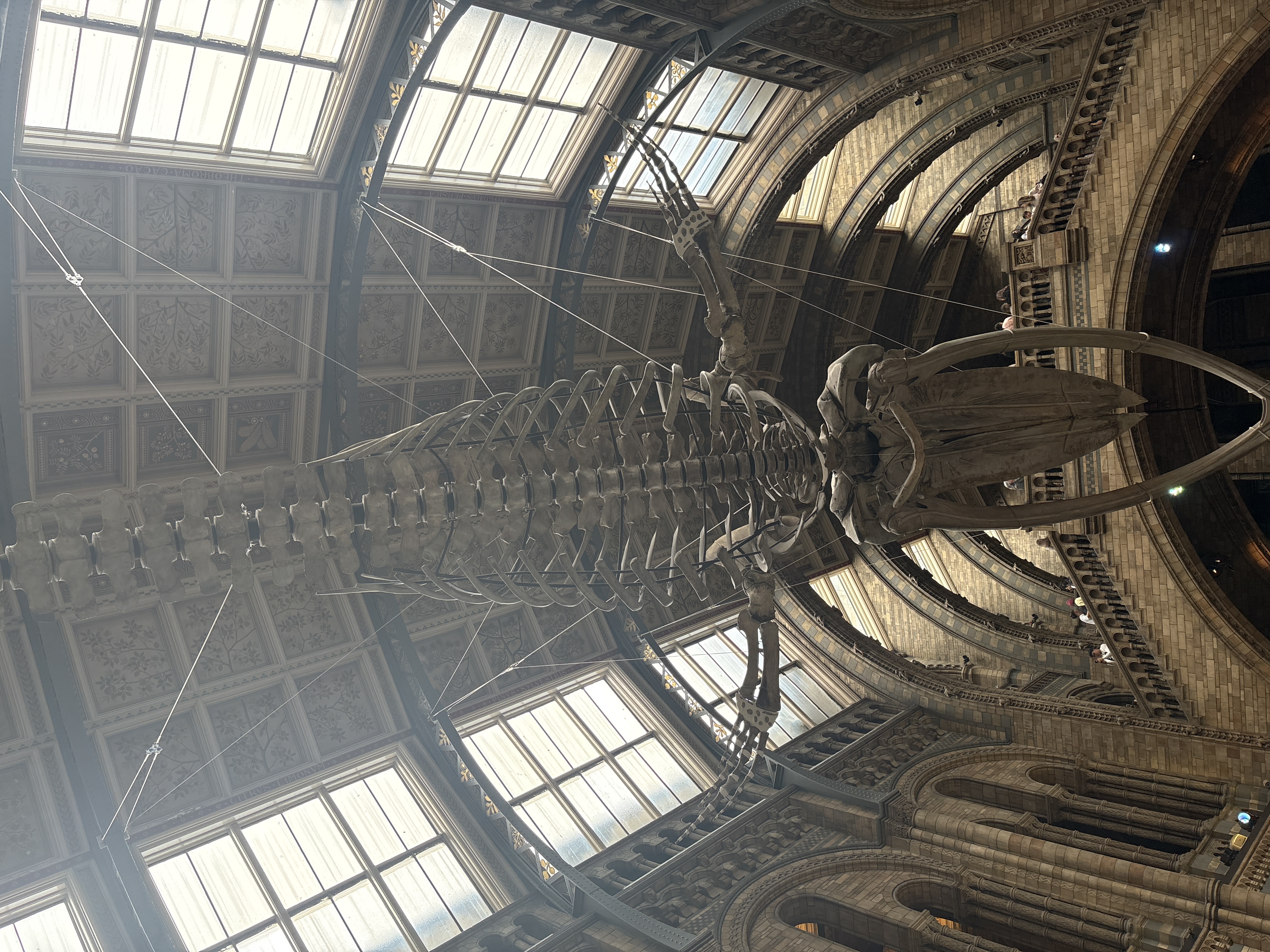 Natural History Museum squelette de baleine